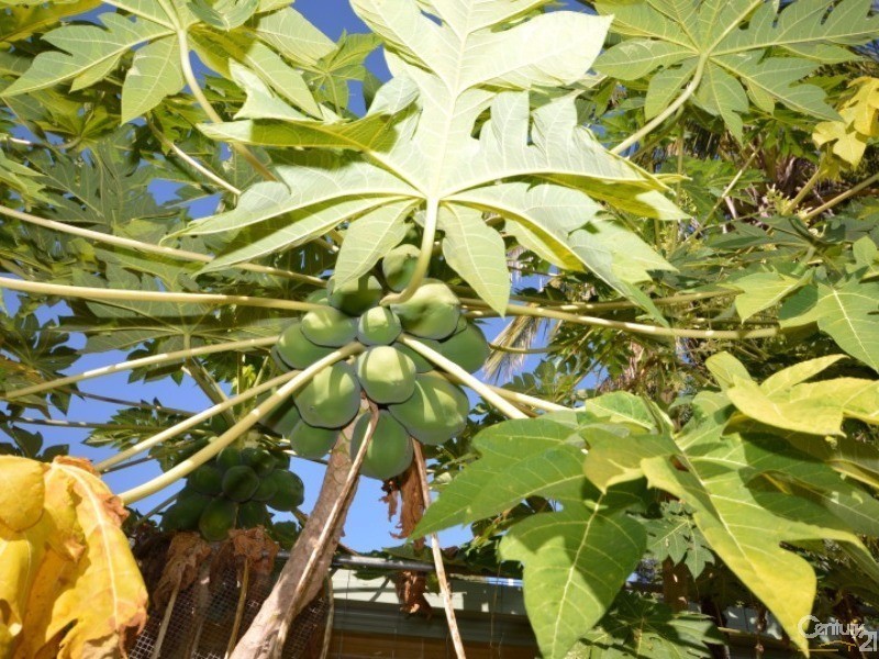 1 Kolan Street, Bundaberg North QLD 4670