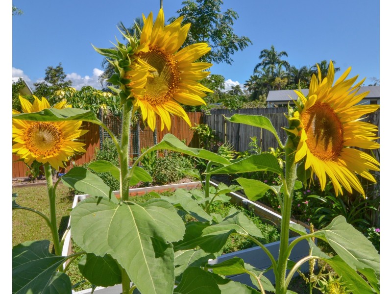 23 Allamanda Street, Cooya Beach QLD 4873