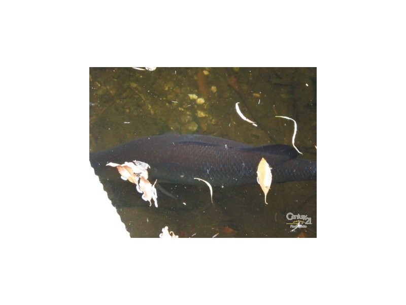 Port Douglas QLD 4877