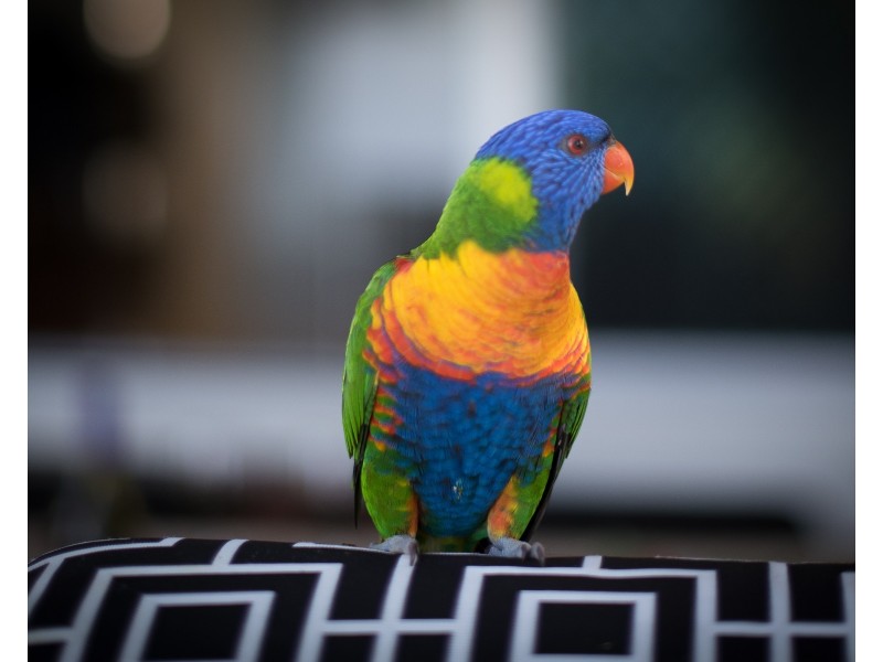 12 Hillock Crescent, Bushland Beach QLD 4818