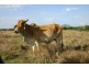 204 Dairy Inn Road, Ironpot QLD 4701