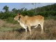 204 Dairy Inn Road, Ironpot QLD 4701