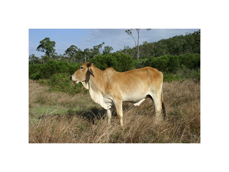 204 Dairy Inn Road, Ironpot QLD 4701
