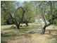 32 BEAUCHAMP Street, Kurralta Park SA 5037