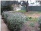 32 GARFIELD AVENUE, Kurralta Park SA 5037