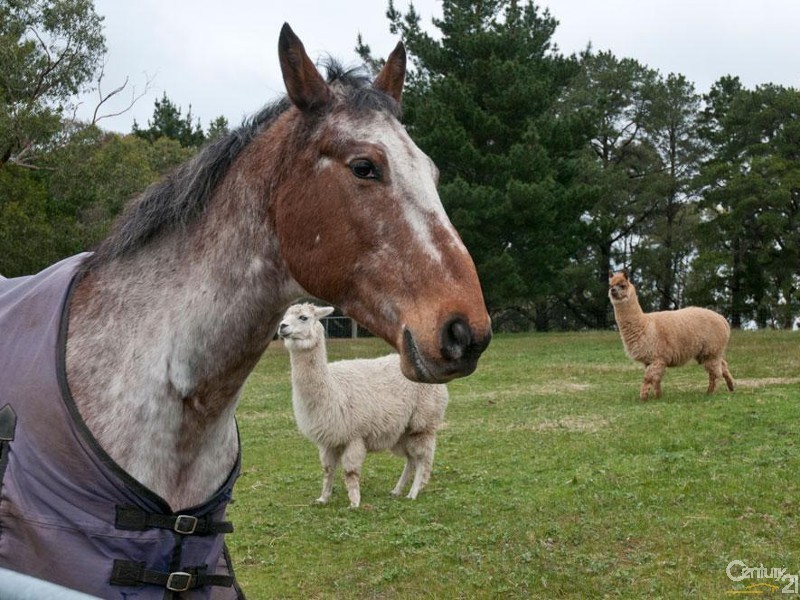 507 Ackland Hill Road, Coromandel East SA 5157