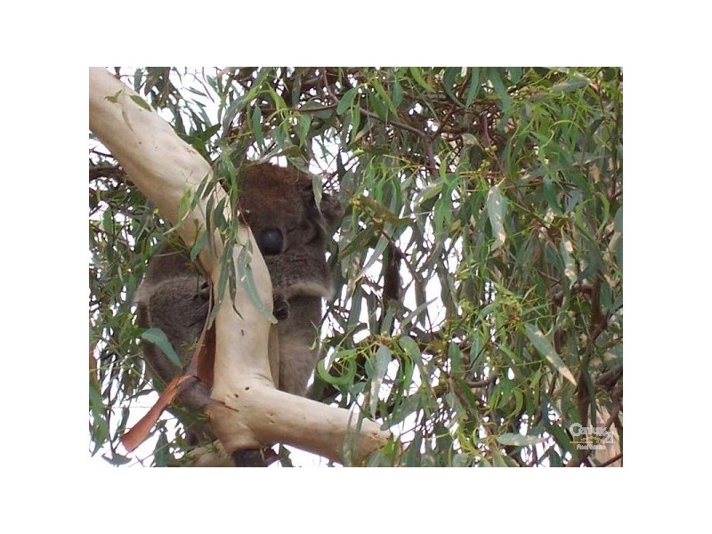 8 Elmwood Court, Onkaparinga Hills SA 5163