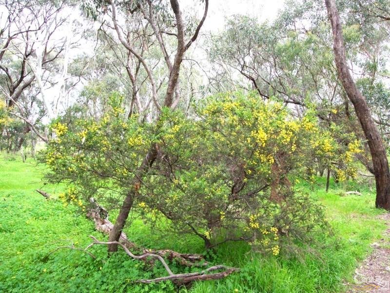 4 Riddoch Crescent, Woodcroft SA 5162