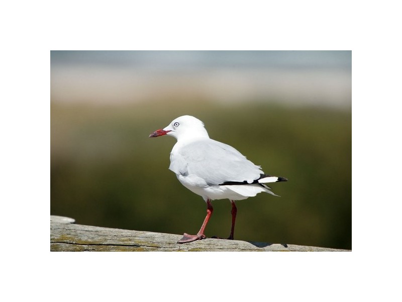 8a Lamorna Terrace, Largs North SA 5016