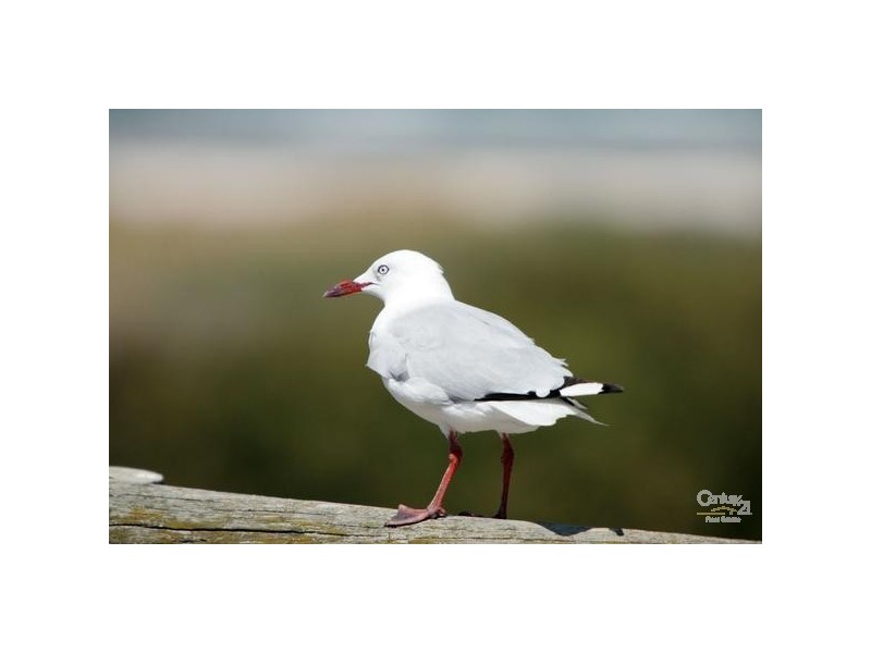 16 Russell Street, Ethelton SA 5015