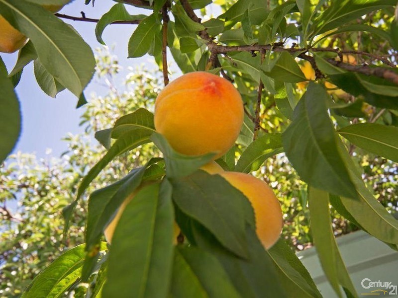 2 Gliddon Street, Rosewater SA 5013