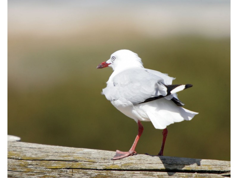 9 Balk Street, Largs Bay SA 5016