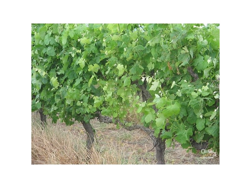 Lot 169 Corner Hahn and Culley Roads, Sellicks Hill SA 5174