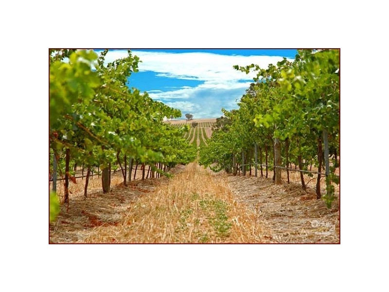 Lot 51 Rosedale Scenic Road, Rosedale SA 5350