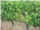 Lot 51 Rosedale Scenic Road, Rosedale SA 5350