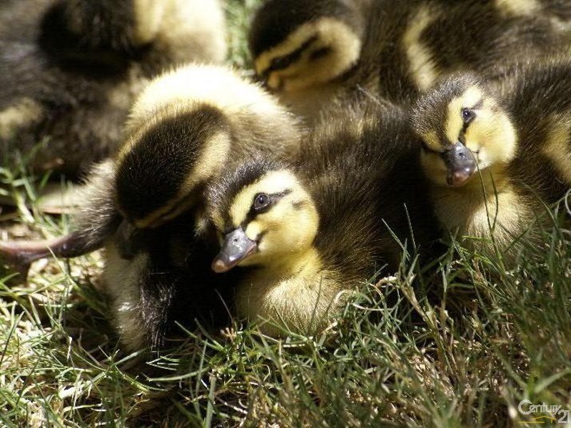 3/82 Second Avenue, Klemzig SA 5087