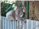 Lot 3/4 Treetop Street, Tea Tree Gully SA 5091