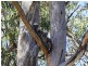 Lot 3/4 Treetop Street, Tea Tree Gully SA 5091