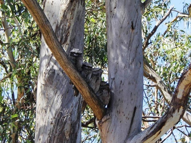 Lot 3/4 Treetop Street, Tea Tree Gully SA 5091