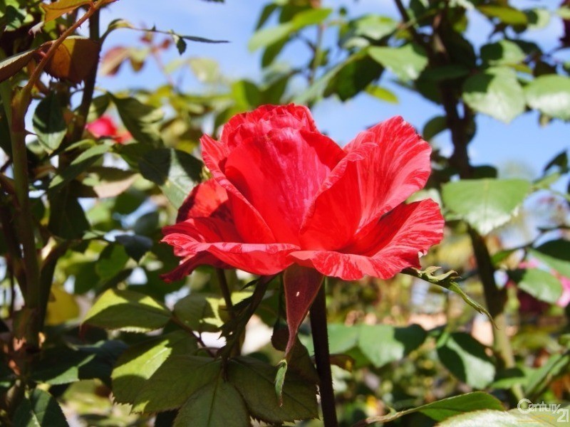 21 San Antonio Court, Wynn Vale SA 5127