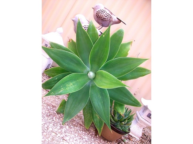 4/12 Morgan Avenue, Daw Park SA 5041