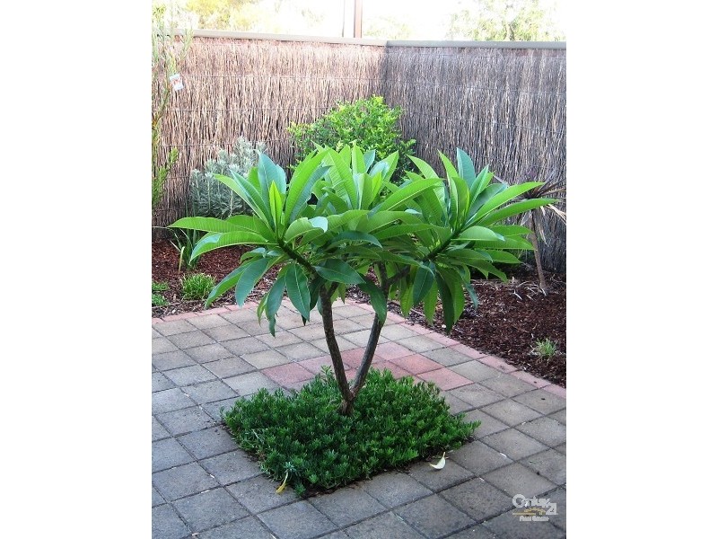 5/162 Bradley Grove, Mitchell Park SA 5043