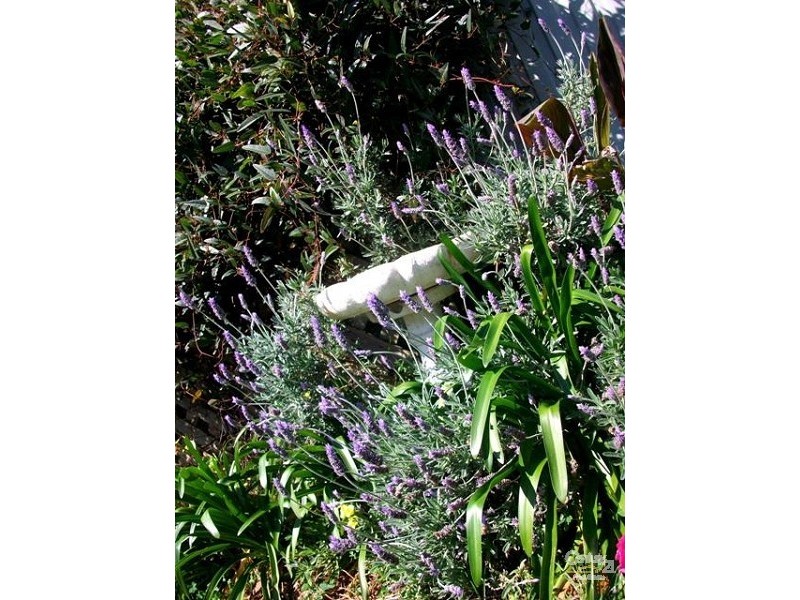 4 Rider Street, Seacombe Gardens SA 5047