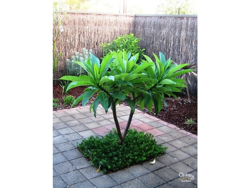 5/162 Bradley Grove, Mitchell Park SA 5043