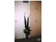 1/26 Gilles Street, Adelaide SA 5000