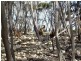 Lot 19 Glen Barrett Drive Dover Farm, Bay Of Shoals SA 5223