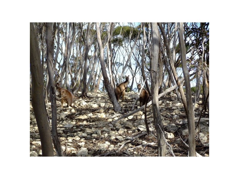 Lot 19 Glen Barrett Drive Dover Farm, Bay Of Shoals SA 5223