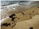 Baudin Beach SA 5222