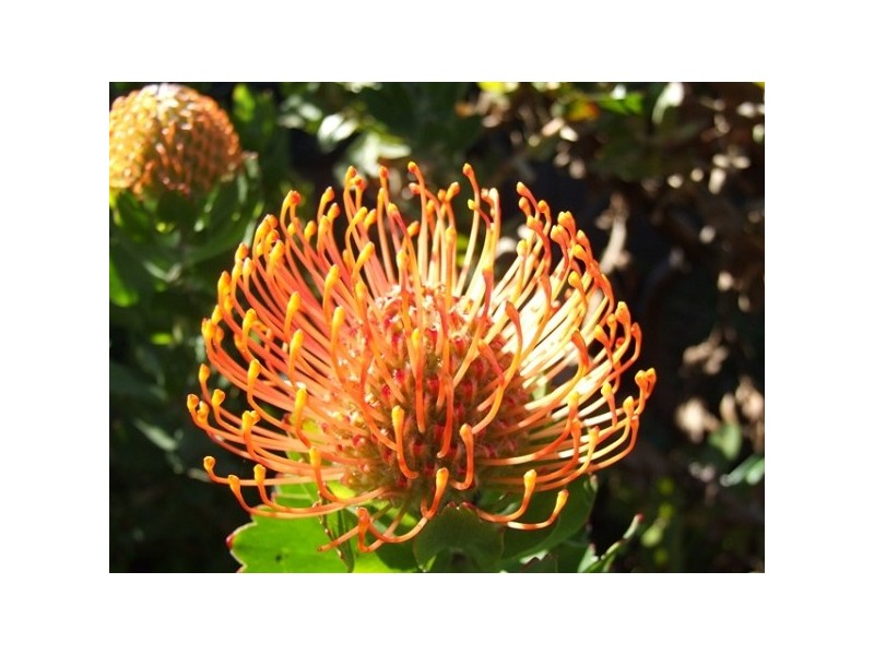 6 RAWSON, Kingscote SA 5223