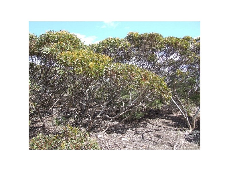 Lot 46 Dolphin Crescent, Vivonne Bay SA 5223