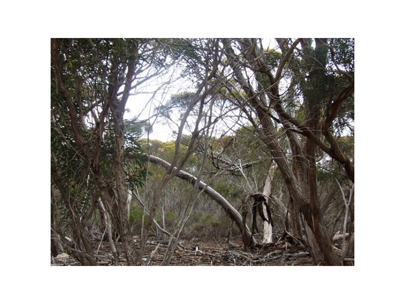 11 Shoals Road, Bay Of Shoals SA 5223