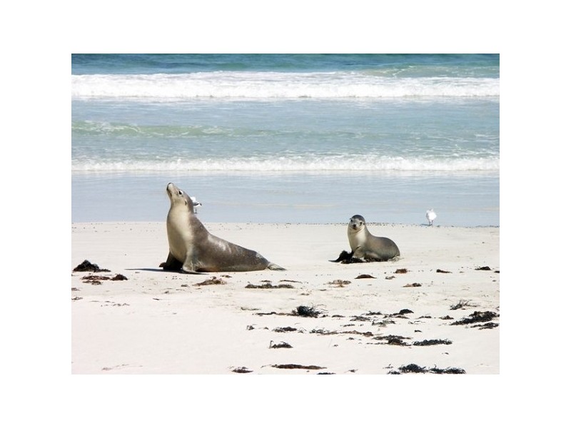 Lot 11 Cnr Seal Bay And Graham Road, Seal Bay SA 5223
