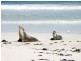 1 Graham Rd, Seal Bay SA 5223