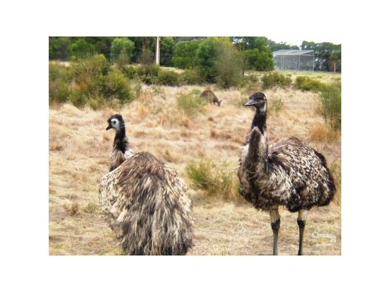 17 Buick Drive, American River SA 5221