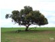 Lot 144 North Coast Road, Cassini SA 5223