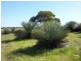 Lot 601 Moores Road, Haines SA 5223