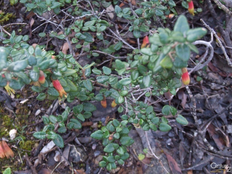 Lot 11 Cnr Seal Bay and Graham Roads, Seal Bay SA 5223