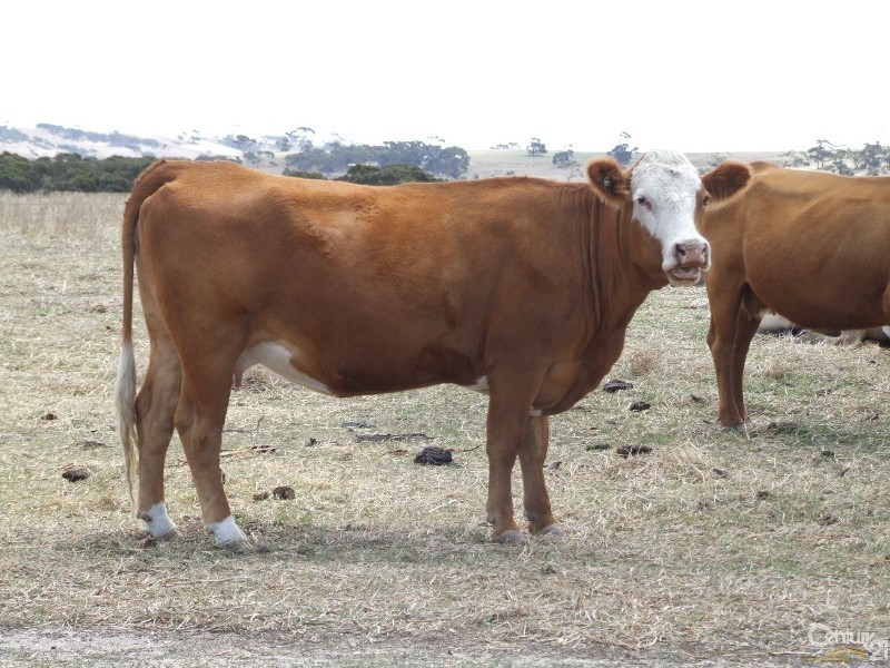 Lot 894 North Coast Road, Wisanger SA 5223