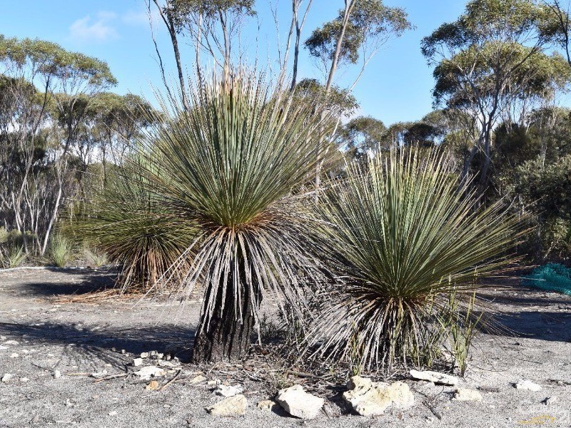 Lot 168 Wild Dog Road, D’estrees Bay SA 5223
