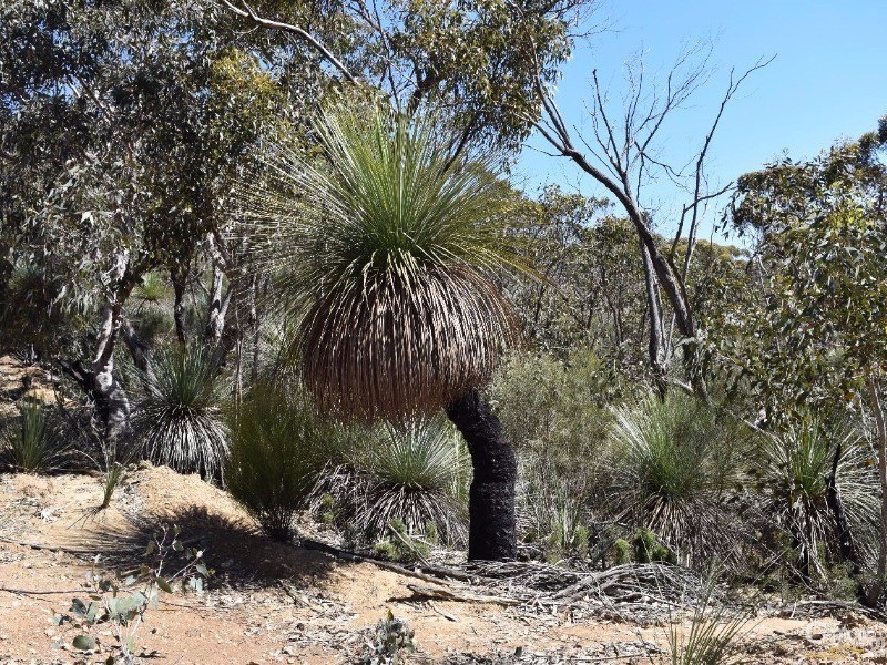 Lot 701 Western River Road, Gosse SA 5223