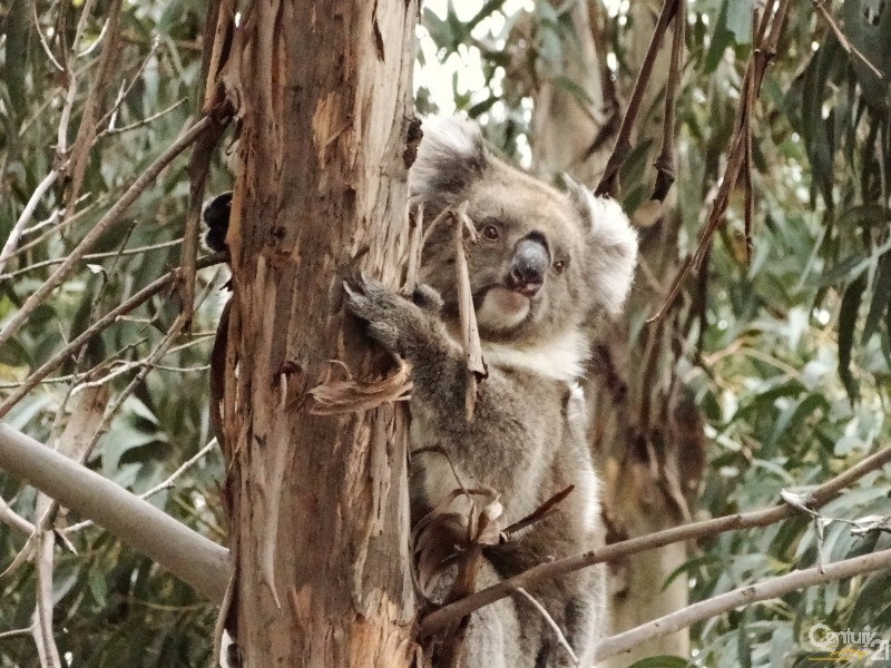 837 Bark Hutt Road, Cassini SA 5223