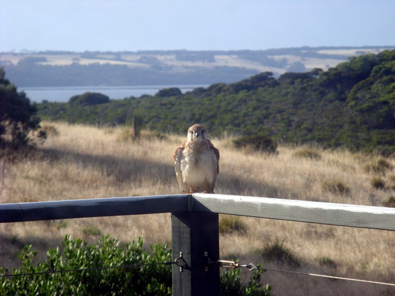 3061 Hog Bay Road, Pelican Lagoon SA 5222