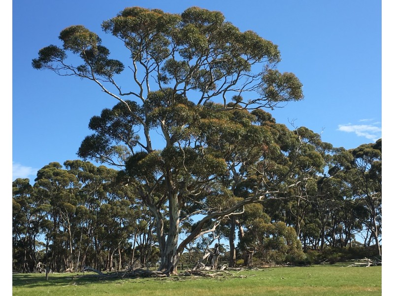 Sec 62 Bark Hutt Road, Cassini SA 5223