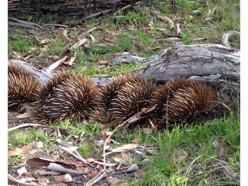 Sec 62 Bark Hutt Road, Cassini SA 5223