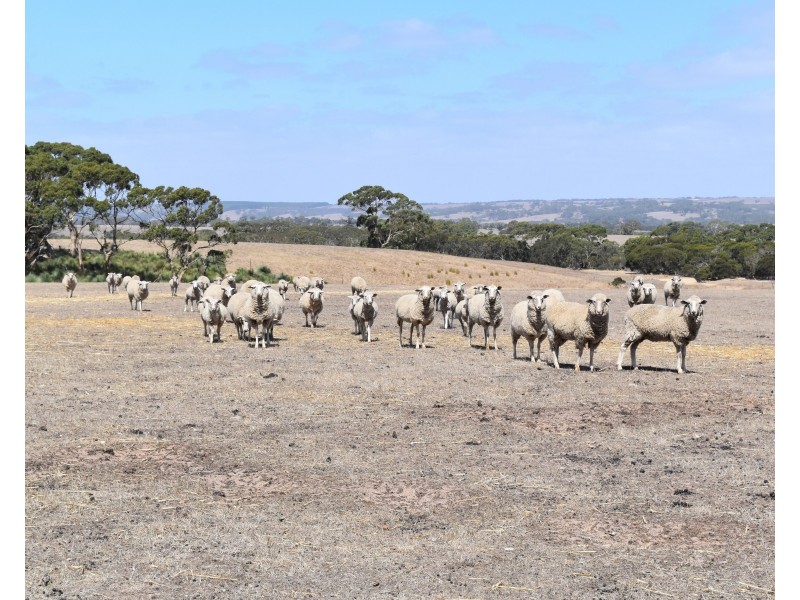 Sec 62 Bark Hutt Road, Cassini SA 5223