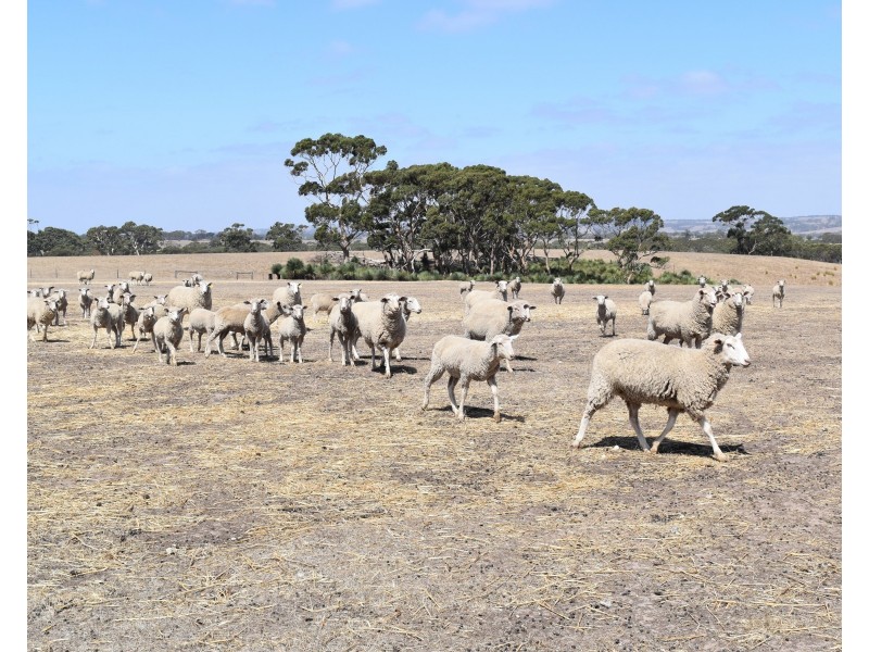 Sec 62 Bark Hutt Road, Cassini SA 5223